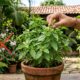 Manjericão: por que você deve arrancar as flores antes que elas apareçam (e o erro que quase todo mundo comete)