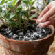 Esse pó branco da cozinha elimina o mofo da terra do vaso em menos de 1 hora: o truque simples com ação fungicida para plantas