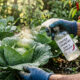 Receita antiga e eficaz: o extrato de pimenta e alho para proteger hortaliças e combater ataques severos de lagartas na horta