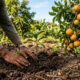 Como cultivar mangaba em vasos: a fruta nativa do nordeste que tem gosto de chiclete com leite condensado e frutifica rápido no pátio