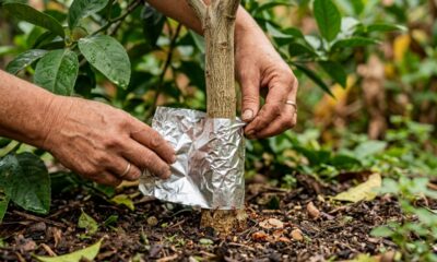 Coloque papel alumínio no tronco do limoeiro durante julho: o cuidado que pode ajudar a proteger a árvore