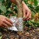 Coloque papel alumínio no tronco do limoeiro durante julho: o cuidado que pode ajudar a proteger a árvore