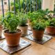 Por que é recomendável colocar papel alumínio sob os vasos no verão? Um truque espanhol para o seu jardim