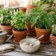 Sem adubo caro nem produto químico: a mistura caseira antiga que as avós usavam para melhorar a aparência das plantas