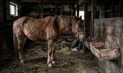 Provérbio chinês do dia: “Um cavalo com dois donos está sempre magro.” O significado de tentar servir a muitos caminhos ao mesmo tempo