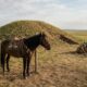 Arqueólogos revelam por que os citas escolhiam cavalos adultos para antigos rituais funerários