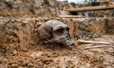 Um fóssil de 773 mil anos está chamando a atenção por revelar pistas inéditas sobre os primeiros humanos na Europa