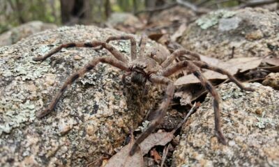 Aranha australiana corre a mais de 13 km/h e consegue superar a velocidade de uma pessoa comum