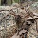 Aranha australiana corre a mais de 13 km/h e consegue superar a velocidade de uma pessoa comum