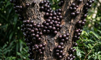 A árvore que produz frutos diretamente no tronco e surpreende pela aparência