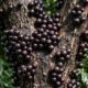 A árvore que produz frutos diretamente no tronco e surpreende pela aparência