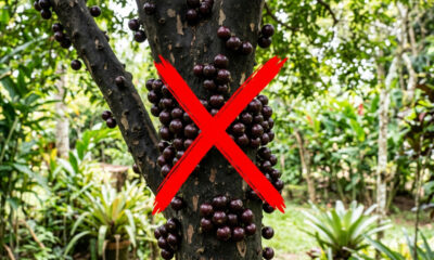 Adeus, jabuticaba: essa fruta de cor amarela vibrante possui uma textura de geleia natural e sabor marcante de uva no quintal