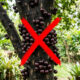 Adeus, jabuticaba: essa fruta de cor amarela vibrante possui uma textura de geleia natural e sabor marcante de uva no quintal