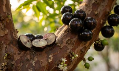 Essa fruta preta nasce grudada no tronco, tem casca rica em antocianinas e pode produzir frutos mais de duas vezes por ano