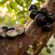 Essa fruta preta nasce grudada no tronco, tem casca rica em antocianinas e pode produzir frutos mais de duas vezes por ano
