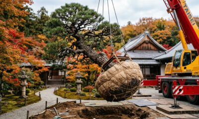 No Japão, árvores centenárias não são derrubadas para construção. Em vez disso, arboristas passam meses preparando suas raízes para o transplante