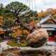 No Japão, árvores centenárias não são derrubadas para construção. Em vez disso, arboristas passam meses preparando suas raízes para o transplante