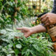 Sabão de coco com óleo vegetal: a receita caseira para deixar as folhas escorregadias e impedir a fixação de insetos nas plantas