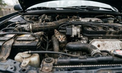 Gatinho fica preso no motor de um carro e ninguém consegue tirá-lo