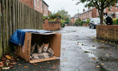 Gatinhos abandonados na chuva têm reencontro emocionante com a mãe