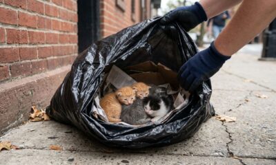 Este saco de lixo estava se movendo e revelou quatro gatinhos recém-nascidos presos dentro