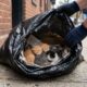 Este saco de lixo estava se movendo e revelou quatro gatinhos recém-nascidos presos dentro
