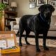 Ela pensou ter adotado um filhote de labrador, mas o teste de DNA revelou uma raça rara