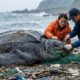 Tartaruga-gigante de 248 quilos é encontrada com uma rede de pesca de 8 metros presa no esôfago, e resgate revela o impacto do lixo no oceano