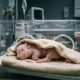 Nasce na América Latina o primeiro porco com três genes inativados para estudar futuros transplantes em humanos