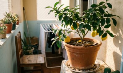 Como plantar um limoeiro em vaso e colher limões mesmo vivendo em um apartamento pequeno