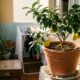 Como plantar um limoeiro em vaso e colher limões mesmo vivendo em um apartamento pequeno