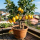 A árvore frutífera de crescimento rápido que é perfeita para vasos e fornece frutos deliciosos o ano inteiro no quintal