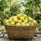 Essa fruta cítrica não tem sabor azedo: a polpa muito suculenta é doce como caldo de cana e possui apenas um toque refrescante de limão