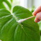 Álcool isopropílico contra pragas: como usar cotonetes embebidos para eliminar cochonilhas de forma rápida e individual em plantas de interior