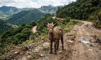 Ciclista ouve choro durante treino nas montanhas e encontra bebê coberto de lama