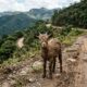 Ciclista ouve choro durante treino nas montanhas e encontra bebê coberto de lama