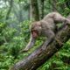 Lição japonesa sobre a vida: “Até macacos caem das árvores.” O significado de errar mesmo quando se tem experiência