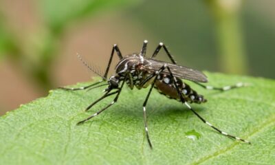 Cientistas preparam a liberação de uma “tropa” de 600 mil mosquitos machos com uma bactéria capaz de impedir que outros nasçam