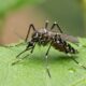 Cientistas preparam a liberação de uma “tropa” de 600 mil mosquitos machos com uma bactéria capaz de impedir que outros nasçam