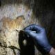 DNA humano preservado por mais de 2 mil anos é encontrado em paredes de cavernas na Espanha e em Portugal