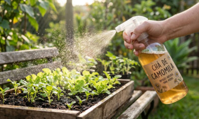 O truque caseiro simples com chá de camomila frio para proteger mudas recém-plantadas contra fungos do solo