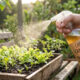 O truque caseiro simples com chá de camomila frio para proteger mudas recém-plantadas contra fungos do solo