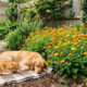 Essa planta rústica repele pulgas e carrapatos do quintal e ainda dá flores coloridas lindas: de cultivo fácil, ela protege cães e gatos
