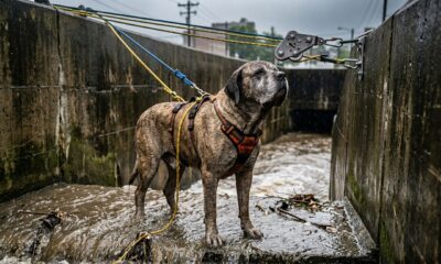 Cachorro tenta escapar de canal enquanto a enchente avança rapidamente