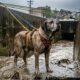 Cachorro tenta escapar de canal enquanto a enchente avança rapidamente