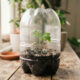 Estufa caseira com garrafa PET: como criar o clima úmido perfeito para germinar sementes difíceis durante os dias frios de inverno