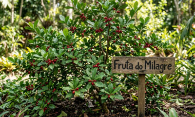 Essa planta exótica é muito fácil de cultivar em casa e tem uma propriedade incrível que muda o sabor de outros alimentos