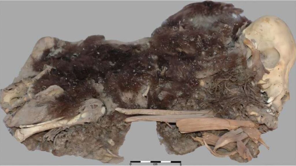 Cães de 1.100 anos encontrados revelam como era a relação entre humanos e animais