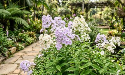 De dia lilás suave, à noite azulada e misteriosa: a flor perfumada que transforma o jardim depois do pôr do sol