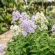 De dia lilás suave, à noite azulada e misteriosa: a flor perfumada que transforma o jardim depois do pôr do sol